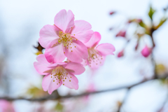 Cherry blossoms