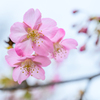 Cherry blossoms