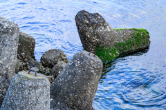 Tetrapod