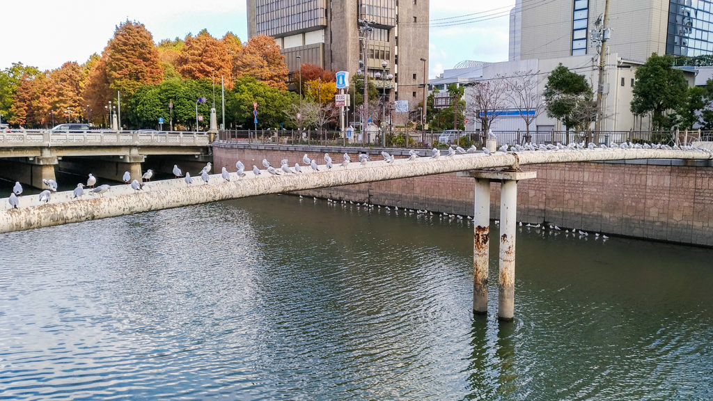 The birds