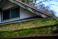 Moss-covered roof