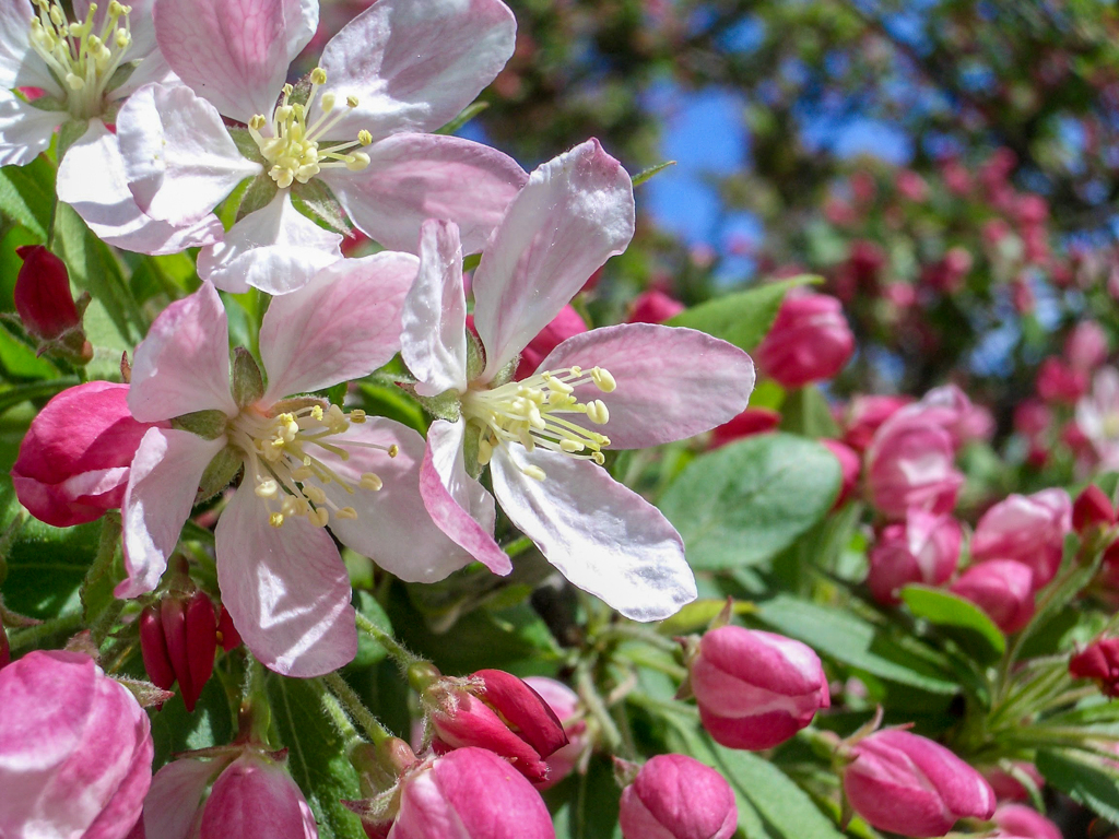 Chinese apple (Malus asiatica)