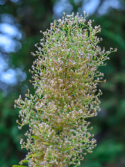 Dry grass
