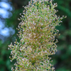 Dry grass