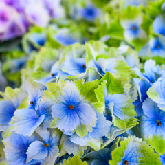 Hydrangea