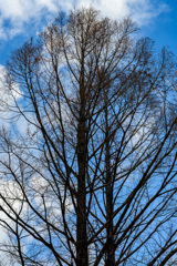 Trees