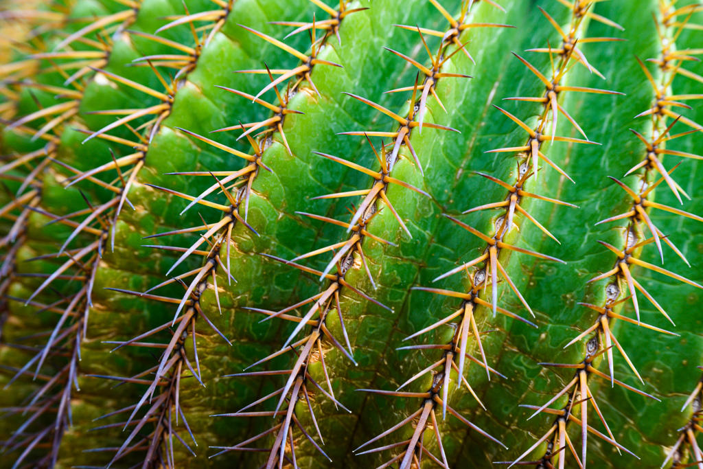 Cactus