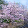 Cherry blossoms