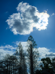 Clouds and trees