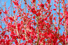 Plum blossom