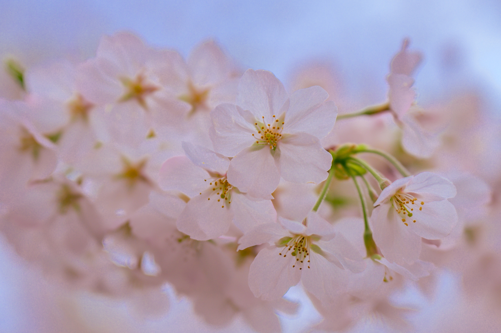 Cherry blossom