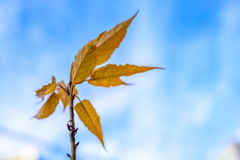 Winter leaves
