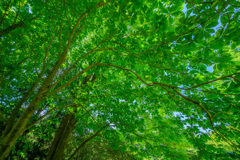 Green leaves