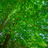Green leaves
