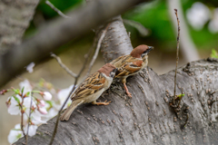 Sparrows in a row