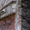 Building covered in ivy