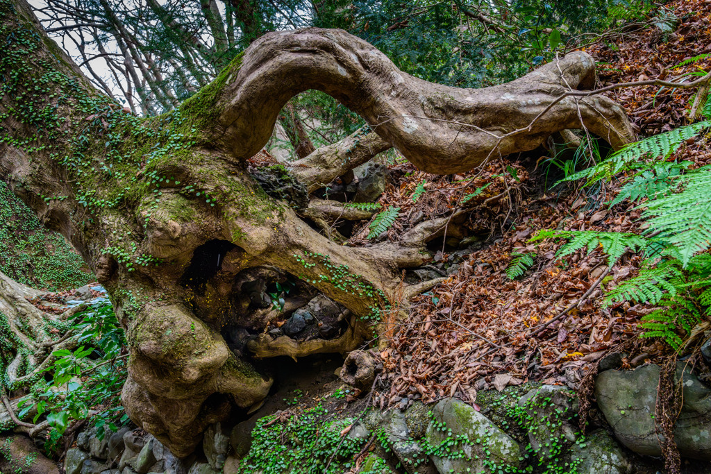Moss-covered roots