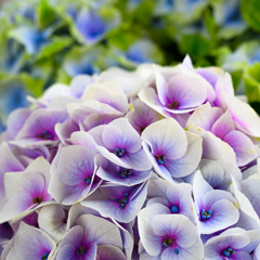 Hydrangea
