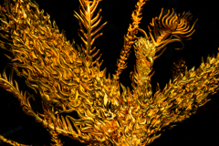 Chinese phoenix