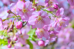 Cherry blossoms