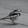 A bird