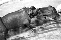 At the zoo