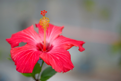 Hibiscus