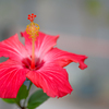 Hibiscus