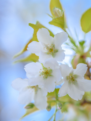Cherry blossoms
