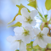 Cherry blossoms