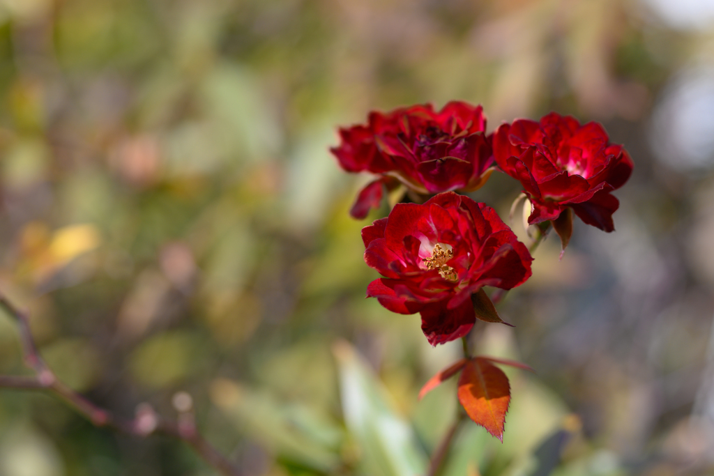 Rose