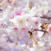 Cherry blossoms