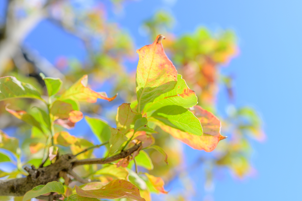 Autumn leaves