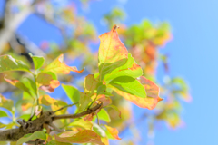 Autumn leaves