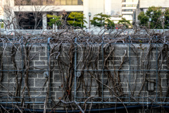 Wall