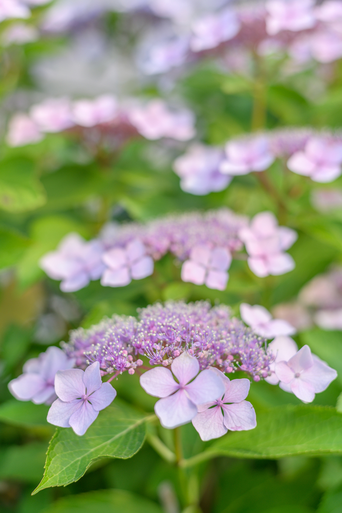 Hydrangea