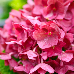 Hydrangea