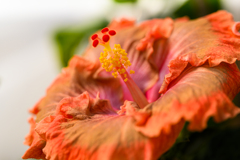 Hibiscus