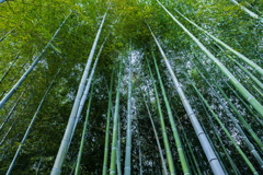 Bamboo grove