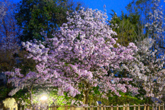Cherry blossoms