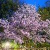 Cherry blossoms