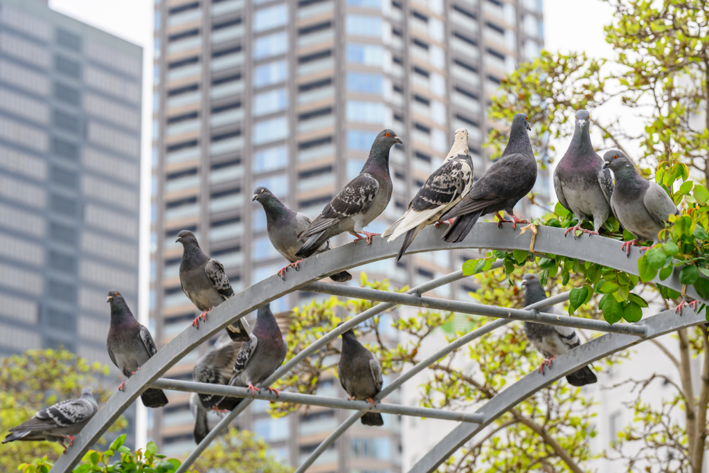 Pigeons