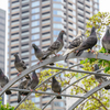 Pigeons