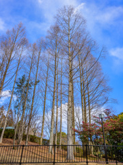 Trees