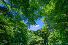 Green leaves