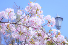 Cherry blossoms