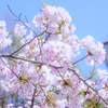 Cherry blossoms