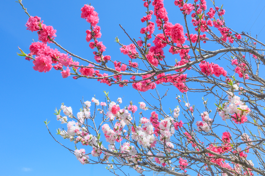 NOT Cherry blossoms