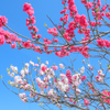 NOT Cherry blossoms