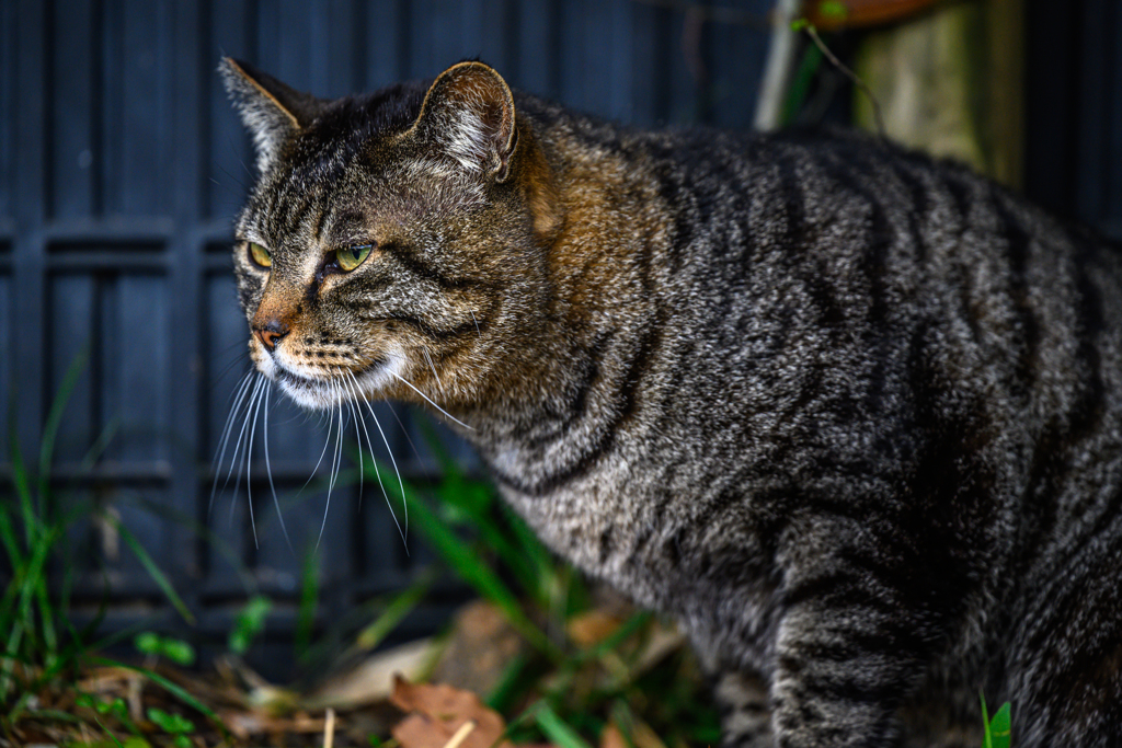 Alley cat